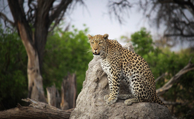 Обои картинки фото животные, леопарды, хищник