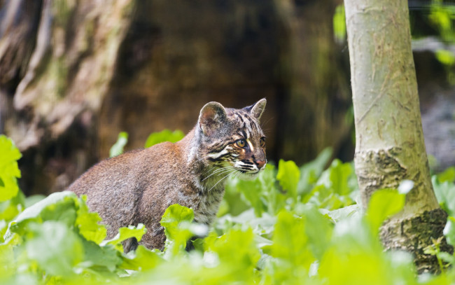 Обои картинки фото кошка темминка, животные, дикие кошки, профиль