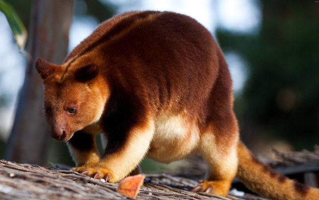 Обои картинки фото животные, кенгуру, гудфеллоу