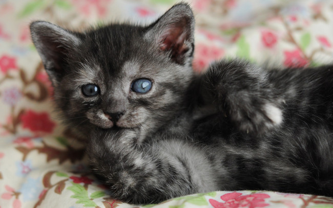 Обои картинки фото животные, коты, котенок