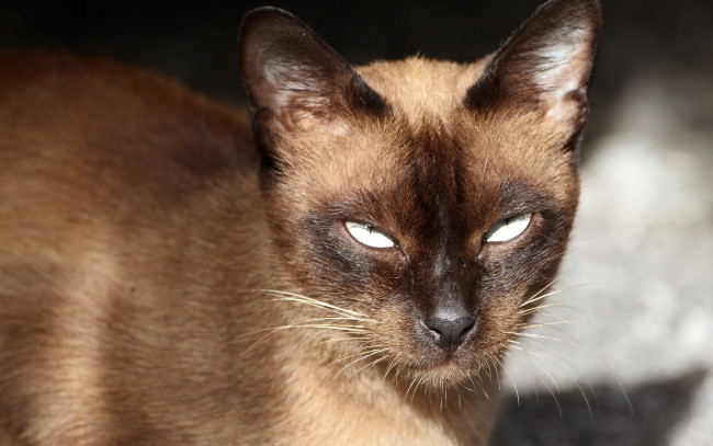 Обои картинки фото животные, коты, сиамский