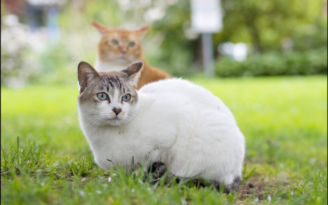 Обои картинки фото животные, коты, взгляд