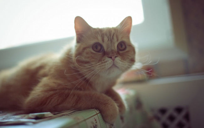 Обои картинки фото животные, коты, взгляд