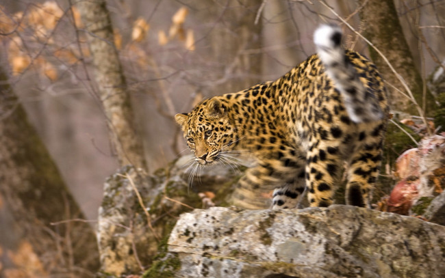 Обои картинки фото животные, леопарды, взгляд