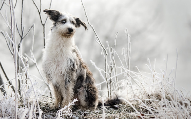 Обои картинки фото животные, собаки, собака, взгляд, друг