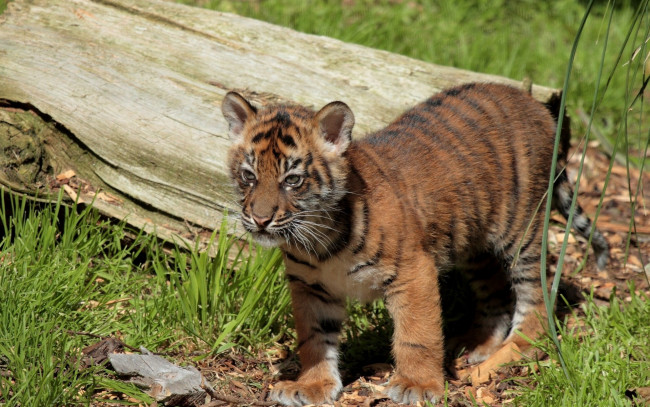 Обои картинки фото животные, тигры, детеныш