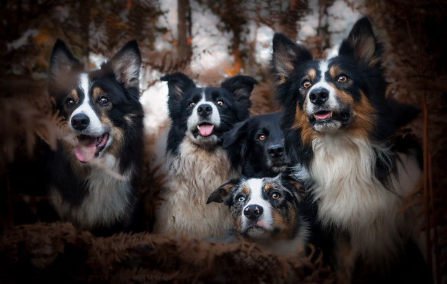 Обои картинки фото животные, собаки, осень, друзья