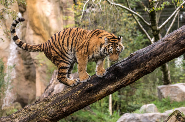 Обои картинки фото животные, тигры, хищник