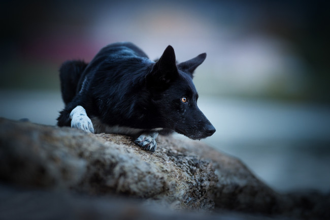 Обои картинки фото животные, собаки, собака