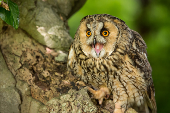 Обои картинки фото животные, совы, птица, ушастая, сова