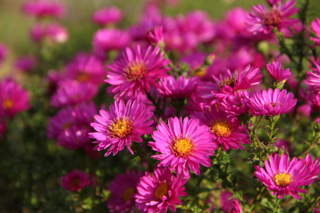 Обои картинки фото цветы, октябрь, октябринки, сад, утро, сентябринки, осень