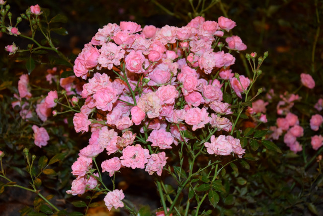 Обои картинки фото цветы, розы, бутон