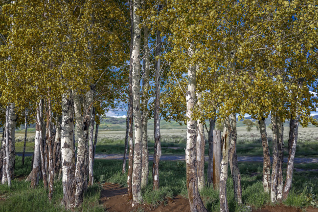 Обои картинки фото природа, деревья, простор