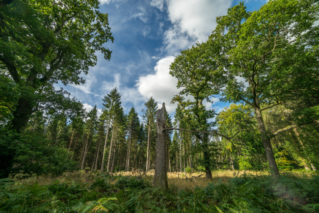 Обои картинки фото природа, лес, простор