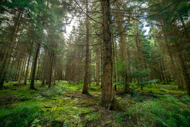 Обои картинки фото природа, лес, простор