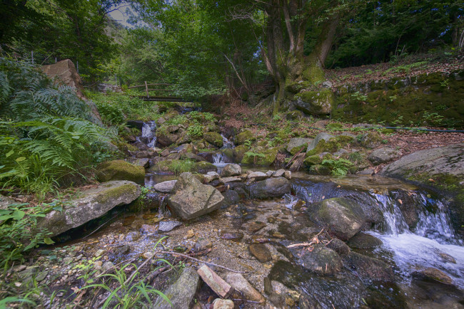 Обои картинки фото природа, лес, простор