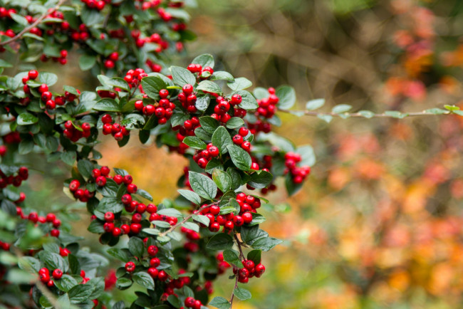 Обои картинки фото природа, Ягоды, красные, ягоды