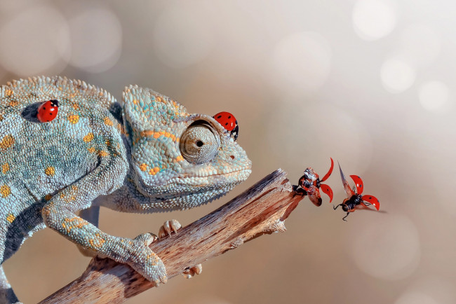 Обои картинки фото животные, хамелеоны, хамелеон, божьи, коровки, сучок, боке, животное