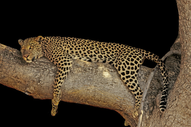 Обои картинки фото животные, леопарды, хищник