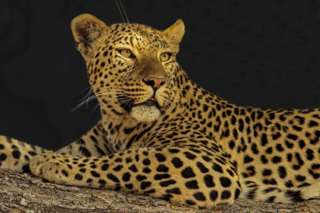 Обои картинки фото животные, леопарды, хищник