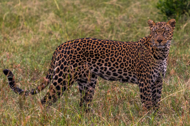 Обои картинки фото животные, леопарды, хищник