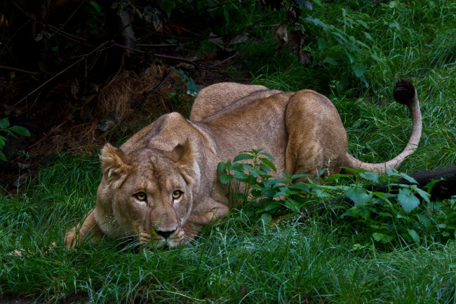 Обои картинки фото животные, львы, хищник