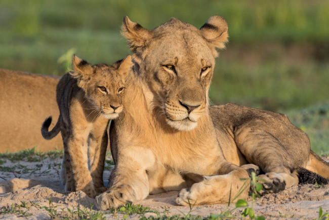 Обои картинки фото животные, львы, хищник