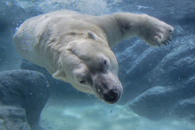 Обои картинки фото животные, медведи, хищник