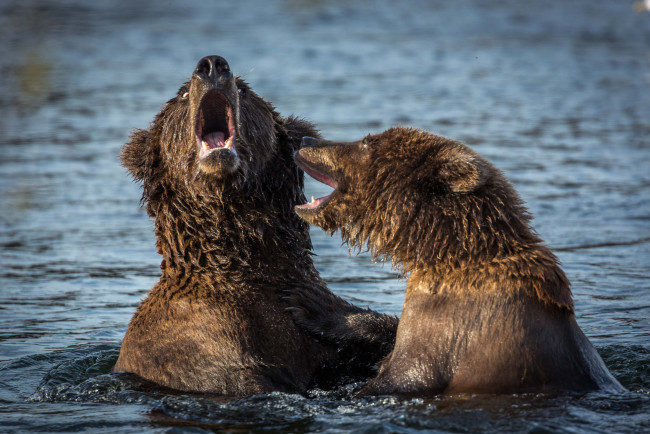 Обои картинки фото животные, медведи, хищник