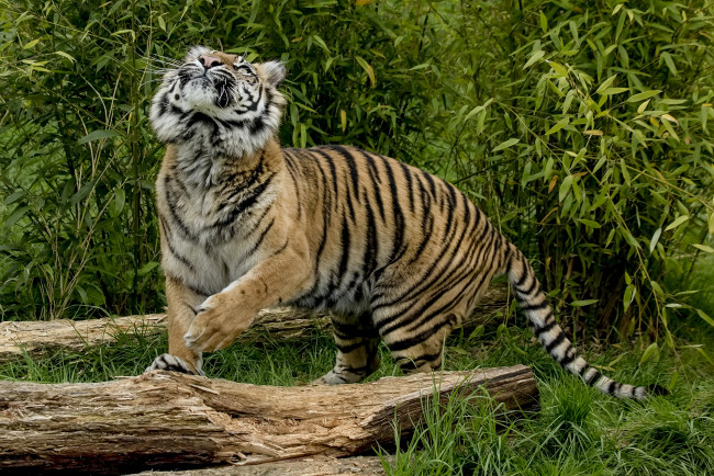 Обои картинки фото животные, тигры, хищник