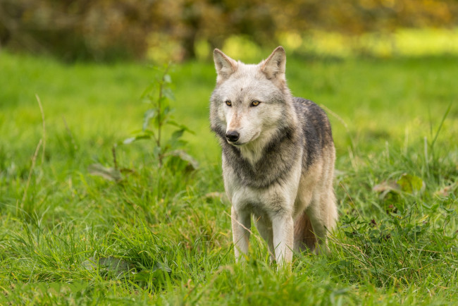 Обои картинки фото животные, волки,  койоты,  шакалы, хищник