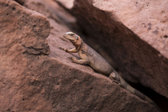 Обои картинки фото животные, Ящерицы,  игуаны,  вараны, хвост, ящерица, камень