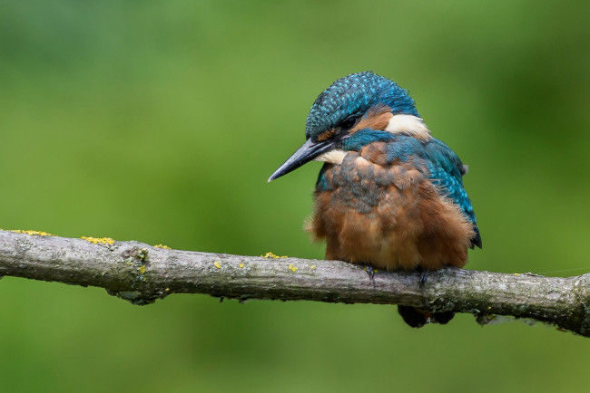 Обои картинки фото животные, зимородки, ветка, птица, зимородок