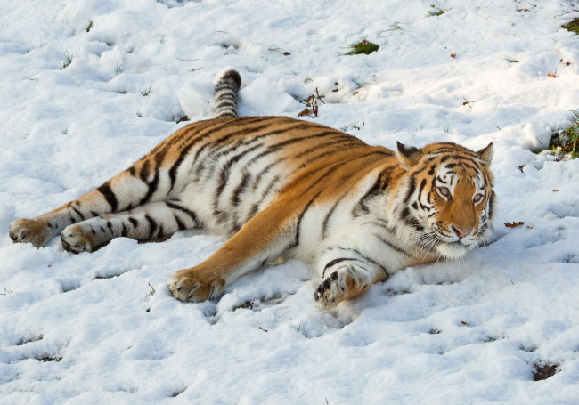 Обои картинки фото животные, тигры, хищник