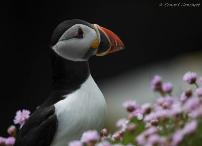 Обои картинки фото животные, тупики, окрас, птица, тупик, перья