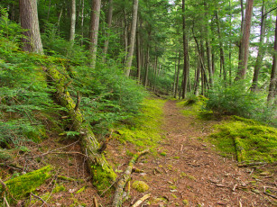 Картинка природа лес простор