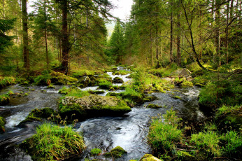 Картинка природа лес простор