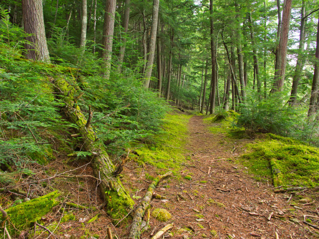 Обои картинки фото природа, лес, простор