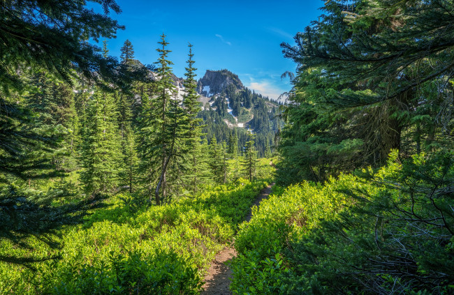 Обои картинки фото природа, лес, простор