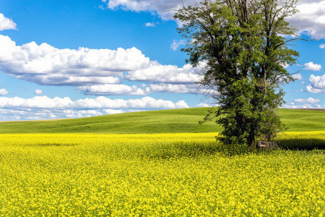 Обои картинки фото природа, поля, простор