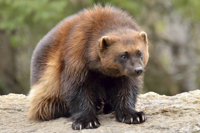 Обои картинки фото росомаха, животные, росомахи, животное, хищник, млекопитающее, куньи, опасное, мех, когти