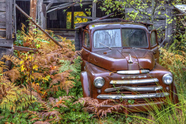 Обои картинки фото автомобили, классика, авто, dodge, природа