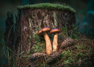 Картинка грибочки природа горы грибы мох пень парочка шишки