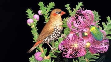 обоя 295664, рисованное, животные,  птицы, птица