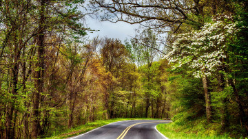 обоя природа, дороги, лес, дорога, шоссе