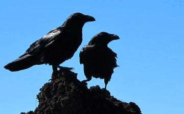 обоя животные, вороны,  грачи,  галки, камень, небо