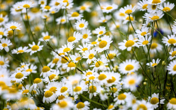 обоя цветы, ромашки, трава, луг