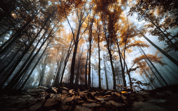 Картинка природа лес деревья туман осень листья