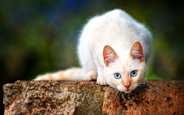 Картинка животные коты кошка белая камень