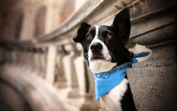 Картинка животные собаки собака косынка здание